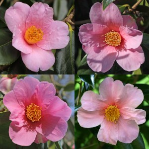 Camellia wabisuke 'Tarôkaja'