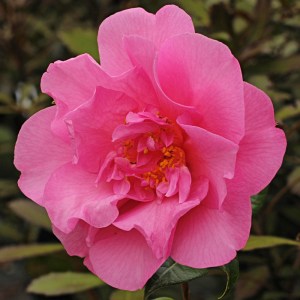 Camellia 'Taylor's Perfection'