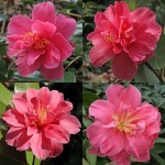 Camellia japonica 'Teresa Ragland'