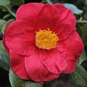 Camellia japonica 'The Czar'