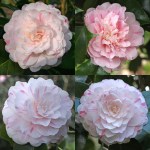 Camellia japonica 'Thompsonii'