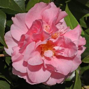 Camellia japonica 'Tiffany'