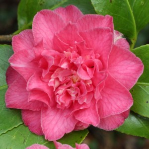 Camellia japonica 'Tiki'