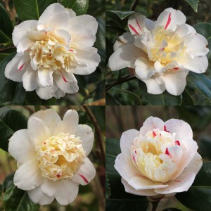 Camellia japonica 'Tinker Toy'
