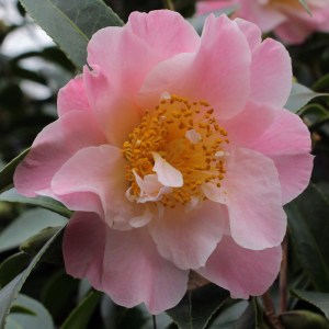 Camellia x williamsii 'Tiptoe'