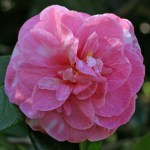 Camellia japonica 'Tom Cat Variegated'