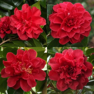 Camellia japonica 'Tom Knudsen'