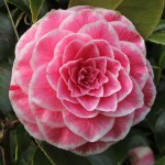 Camellia japonica 'Tom Thumb'