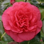 Camellia japonica 'Tomorrow Supreme'