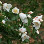 Camellia transnokoensis