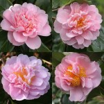 Camellia x williamsii 'Tregrehan'