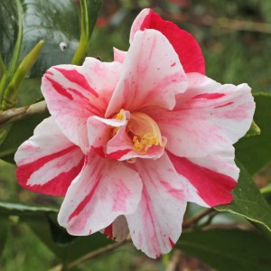 Camellia japonica 'Tricolor'