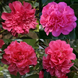 Camellia 'Tristrem Carlyon'