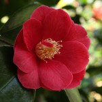 Camellia japonica 'Trumpeter'