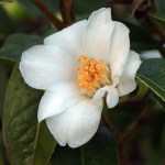 Camellia tuberculata
