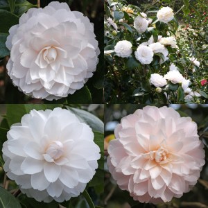 Camellia japonica 'Twilight'