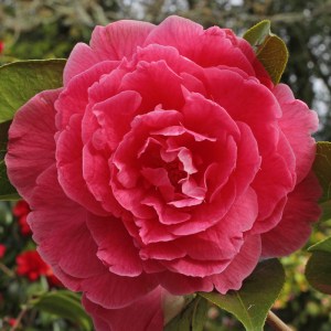 Camellia 'Valentine Day'