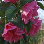Camellia 'Valley Knudsen'
