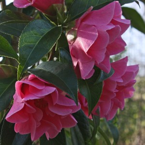 Camellia 'Valley Knudsen'
