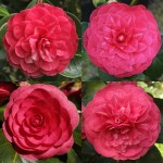 Camellia japonica 'Valtevareda'