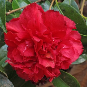 Camellia japonica 'Ville de Nantes Red'