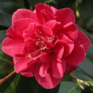 Camellia japonica 'Virginia Carlyon'