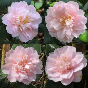 Camellia japonica 'Virginia Robinson'