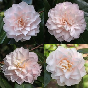 Camellia japonica 'Virgin's Blush'
