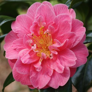 Camellia japonica 'Waiwhetu Beauty'