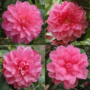 Camellia x williamsii 'Water Lily'