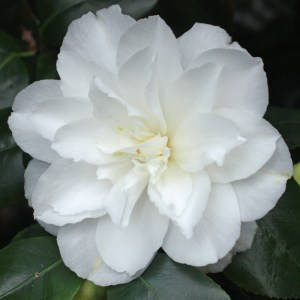 Camellia japonica 'Waterloo'