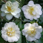 Camellia japonica 'White Empress'
