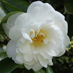 Camellia japonica 'White Nun'