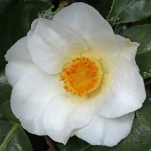 Camellia japonica 'White Swan'