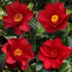 Camellia japonica 'Wildfire'
