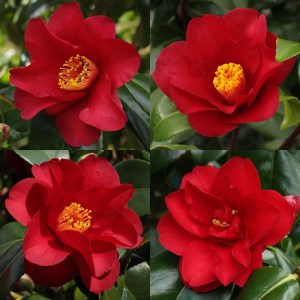 Camellia japonica 'Wildfire'