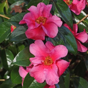 Camellia x williamsii 'William Carlyon'