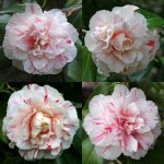 Camellia japonica 'William Honey'