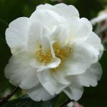 Camellia japonica 'Winter Morn'