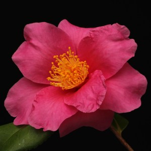 Camellia 'Winter's Fire'