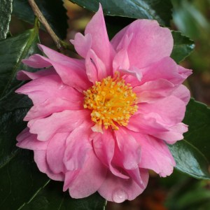 Camellia 'Winter's Joy'