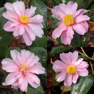 Camellia 'Winter's Rose'