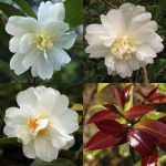 Camellia 'Winter's Snowman'