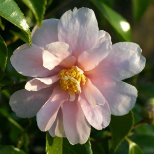 Camellia 'Winter's Toughie'