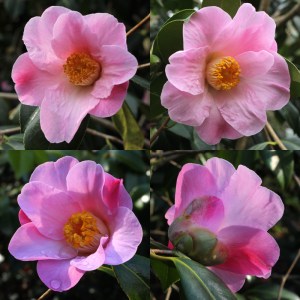 Camellia x williamsii 'Wood Nymph'