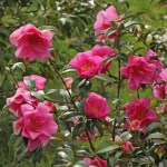 Camellia x williamsii 'Wynne Rayner'