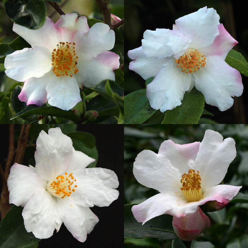 Camellia 'Yoimachi'