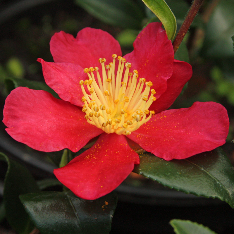 Camellia x vernalis 'Yuletide'