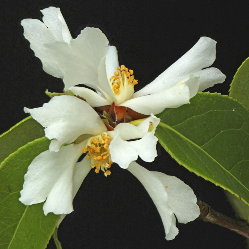 Camellia yuhsienensis