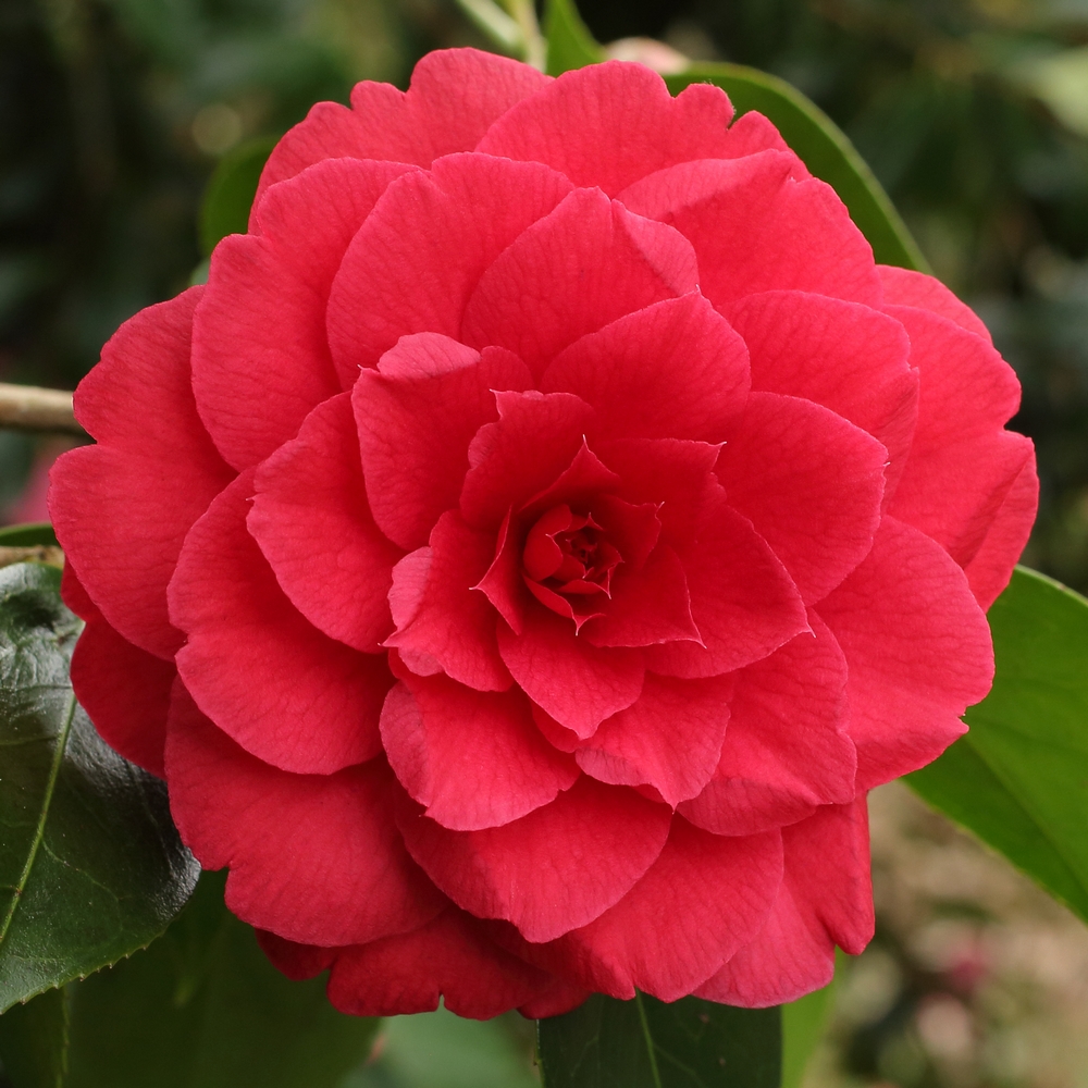 Camellia japonica 'Alice Wood'